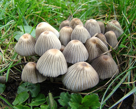 bonnets